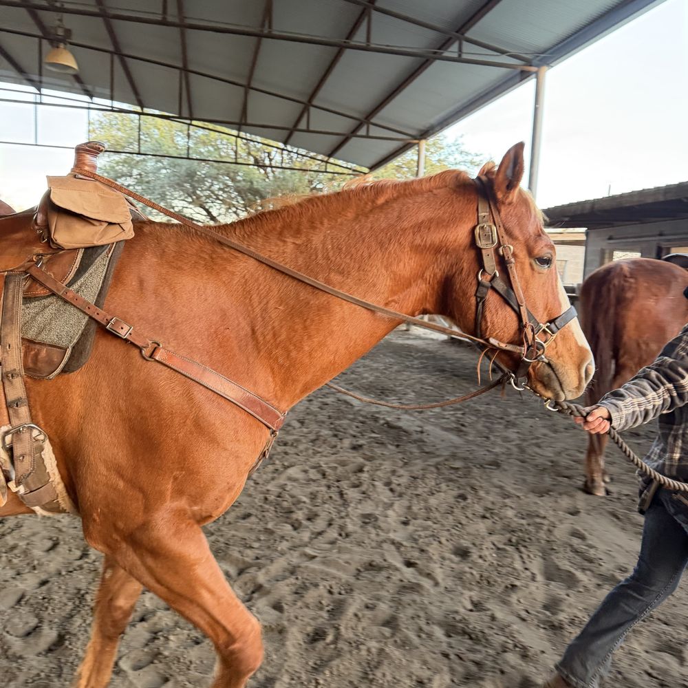 Texas Trail Rides - Horseback Riding Near Me - Austin, Texas Texas Trail Rides - Horseback Riding Near Me - Austin, Texas