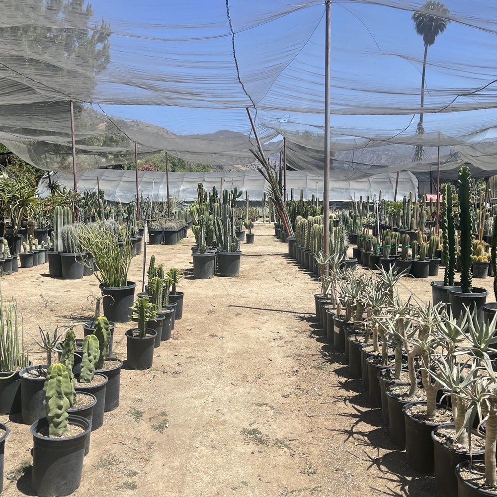 Sal’s Cactus Mart - Nurseries & Gardening Near Me - Fillmore, California Sal’s Cactus Mart - Nurseries & Gardening Near Me - Fillmore, California