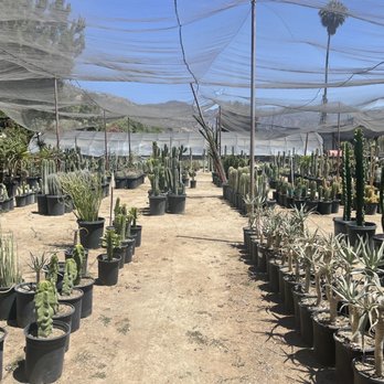 Sal’s Cactus Mart - Nurseries & Gardening Near Me - Fillmore, California Sal’s Cactus Mart - Nurseries & Gardening Near Me - Fillmore, California