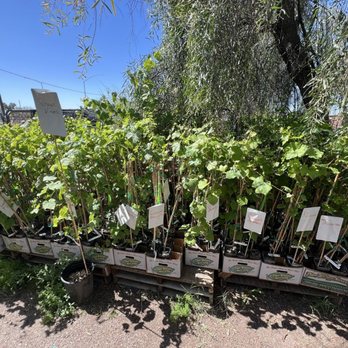 TROPICA MANGO RARE AND EXOTIC TROPICAL FRUIT TREE NURSERY