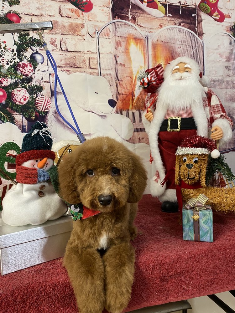 DOGSTAR GROOMING Updated August 2024 578 E Fordham Rd, The Bronx