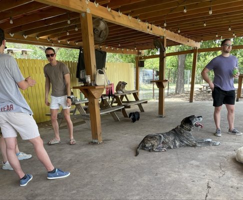 The Watering Bowl by null