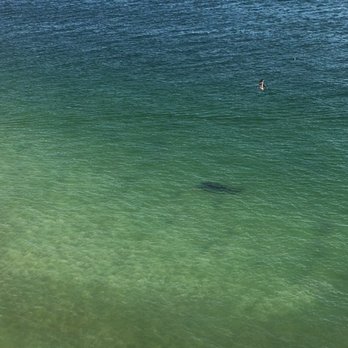 Edge Hotel - Seeing a MANATEE from our balcony! - Hotels Near Me - Clearwater Beach, Florida Edge Hotel - Seeing a MANATEE from our balcony! - Hotels Near Me - Clearwater Beach, Florida