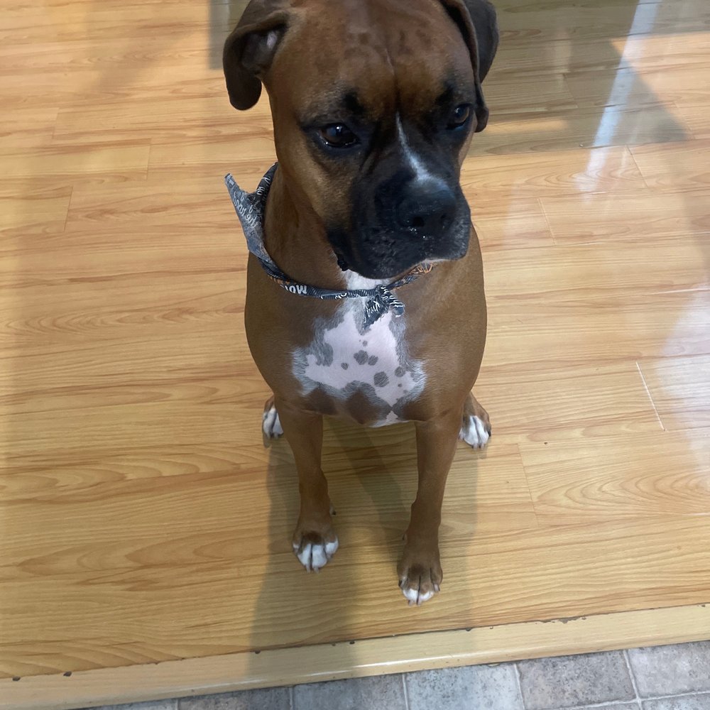 Heavenly Paws - Beautiful boy! Thanks for the bandana! - Pet Groomers Near Me - Upland, California