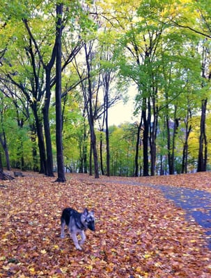 Fresh Pond by null