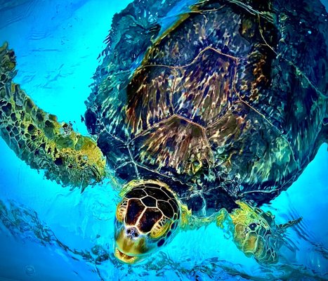 Turtle Hospital by null