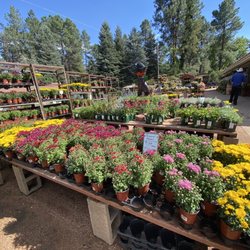 Plant Fair Nursery - 4" mums for $1.99 each!