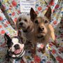 Photo of Street Tails Animal Rescue