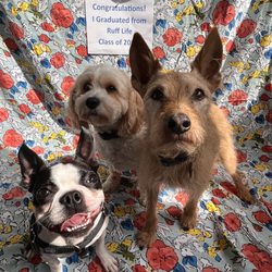 Street Tails Animal Rescue