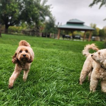 Ann Morrison Park - WE LOVE THE ISLAND DOG PARK! - Parks Near Me - Boise, Idaho Ann Morrison Park - WE LOVE THE ISLAND DOG PARK! - Parks Near Me - Boise, Idaho