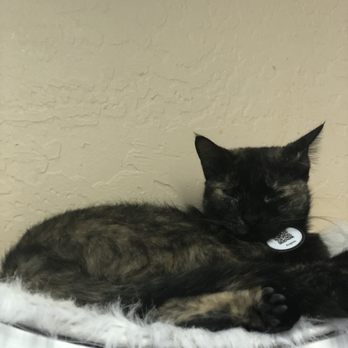 The Casual Cat Cafe - Pet Stores Near Me - Richland Hills, Texas