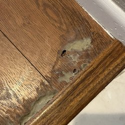 Provident Partners Realty and Management - Active termites