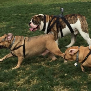 Arbor Dog Park - Go Pro! - Dog Parks Near Me - Los Alamitos, California Arbor Dog Park - Go Pro! - Dog Parks Near Me - Los Alamitos, California