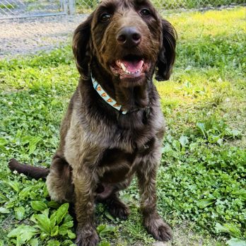 SJ’s Dog Boarding - Pet Boarding Near Me - Morrison, Tennessee