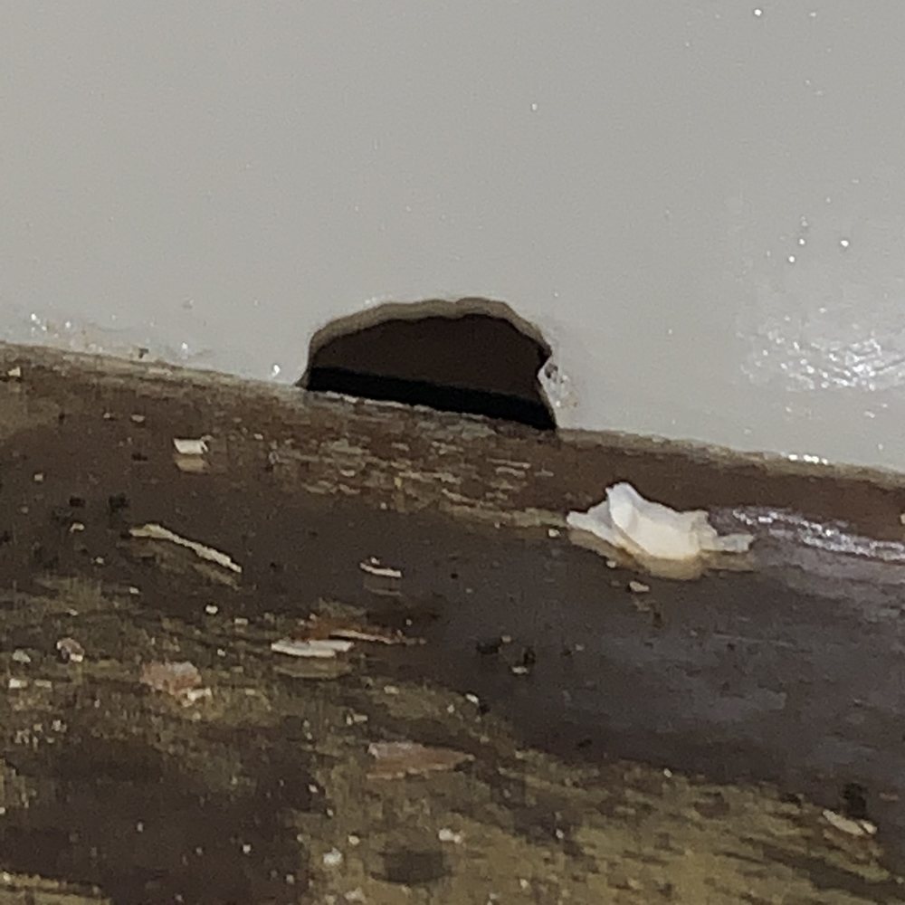 BLOOM APARTMENTS Updated May 2024 3211 Chamberlayne Ave, Richmond