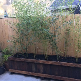 Davis Bamboo Nursery - Nurseries & Gardening Near Me