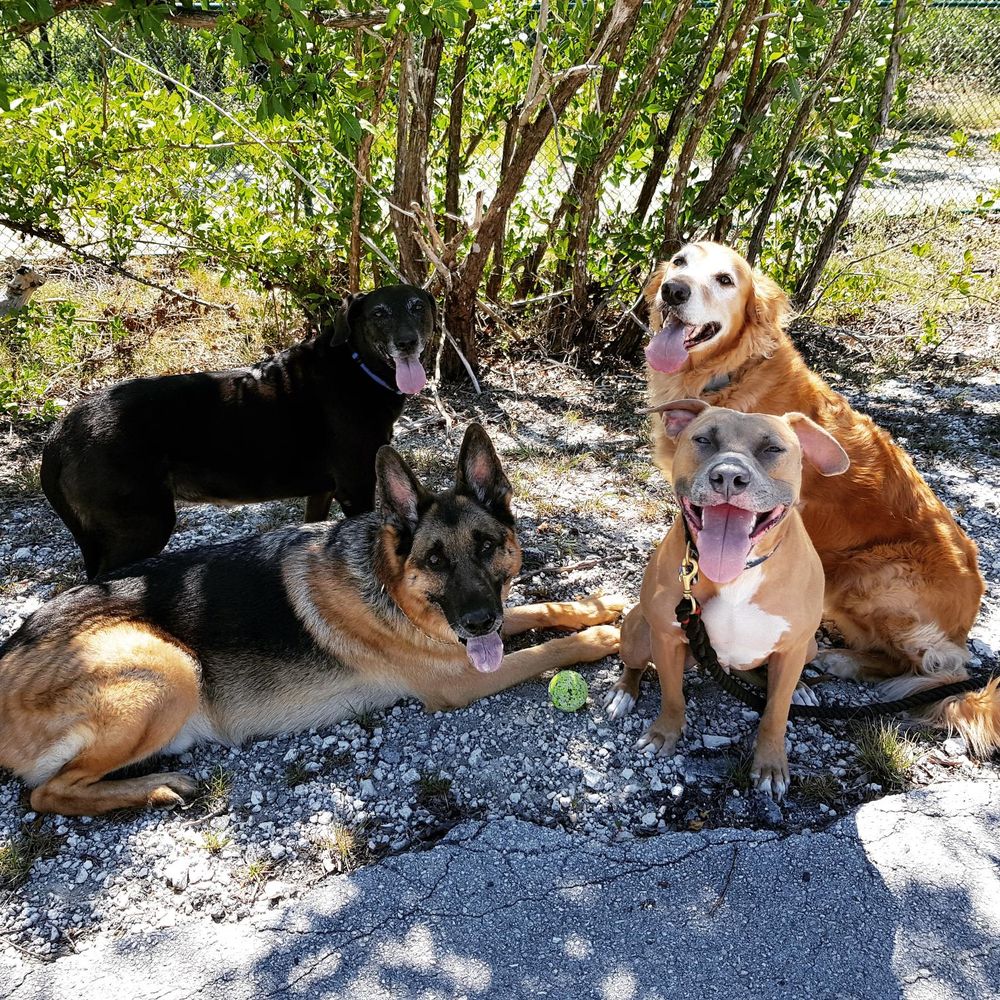 Nik’s Pet Care - pet boarding facility in Pompano Beach, FL