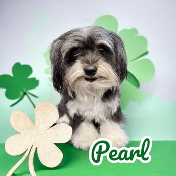Pup N Fluff Zen - Pet Groomers Near Me Pup N Fluff Zen - Pet Groomers Near Me
