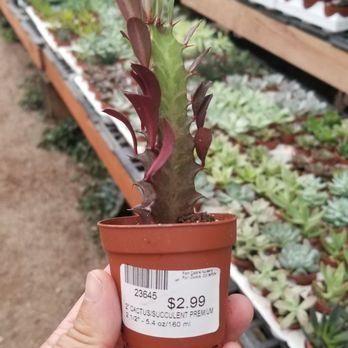 Fort Collins Nursery - Nurseries & Gardening Near Me - Fort Collins, Colorado