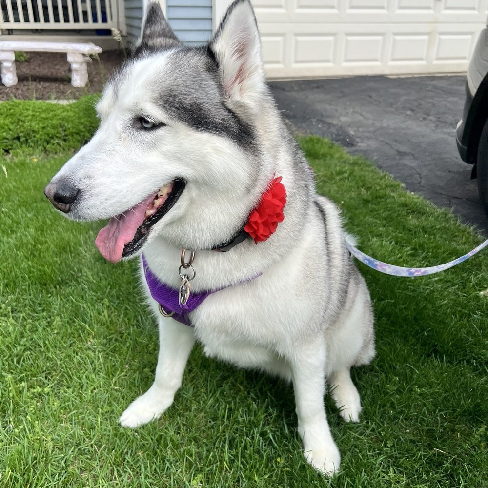 Coco's Pet Spa - Luna after her spa! - Pet Groomers Near Me - Lake in the Hills, Illinois