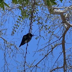 Sumida Park - I got right under this male Anna's Hummingbird.