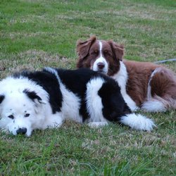 Bow Wow's Pet Clip - The Best Dogs in the World