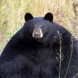 Kessa's Coffee - Saw this fat bear in the parking lot around the coffee box