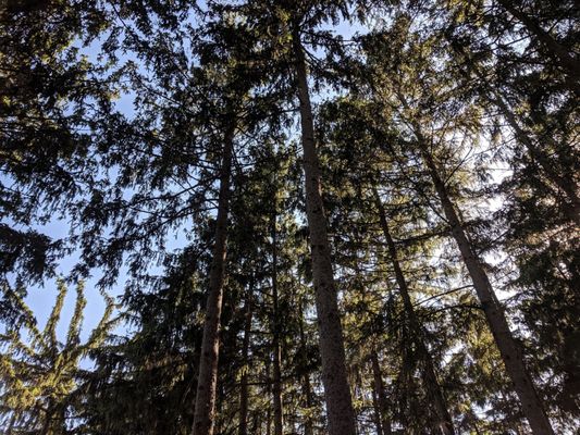 Dow Gardens and the Whiting Forest of Dow Gardens by null