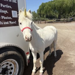 "unicorn" haha "unicorn" haha