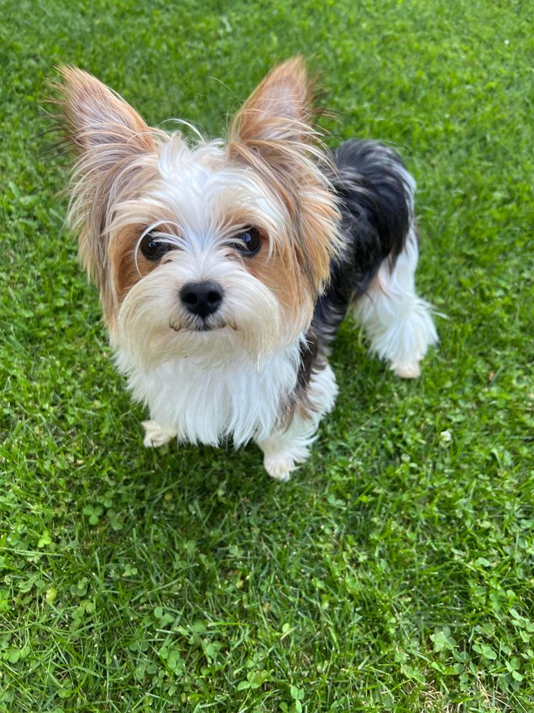 CRISTY’S YORKIES Updated March 2024 Memphis, Tennessee Pet Breeders Phone Number Yelp