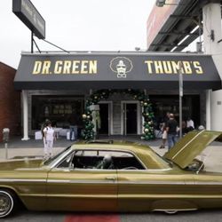 Dr Greenthumbs