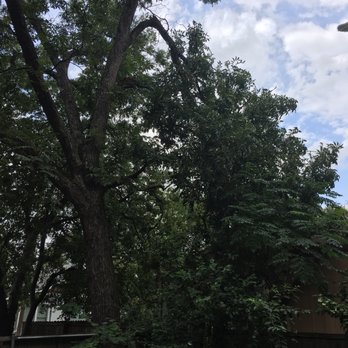 Castro's Tree Service - Pecan tree limb - Tree Services Near Me - Dallas, Texas Castro's Tree Service - Pecan tree limb - Tree Services Near Me - Dallas, Texas