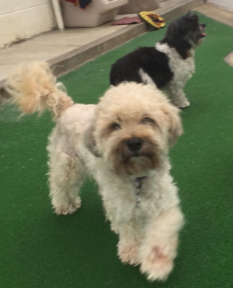 SUNRUN KENNELS 31 Photos & 35 Reviews 20322 Riverside Dr, Newport