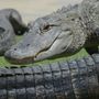 Reptile Gardens