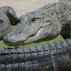 Reptile Gardens