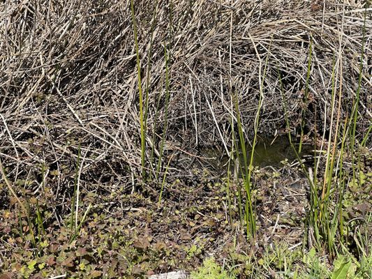Año Nuevo State Park by null