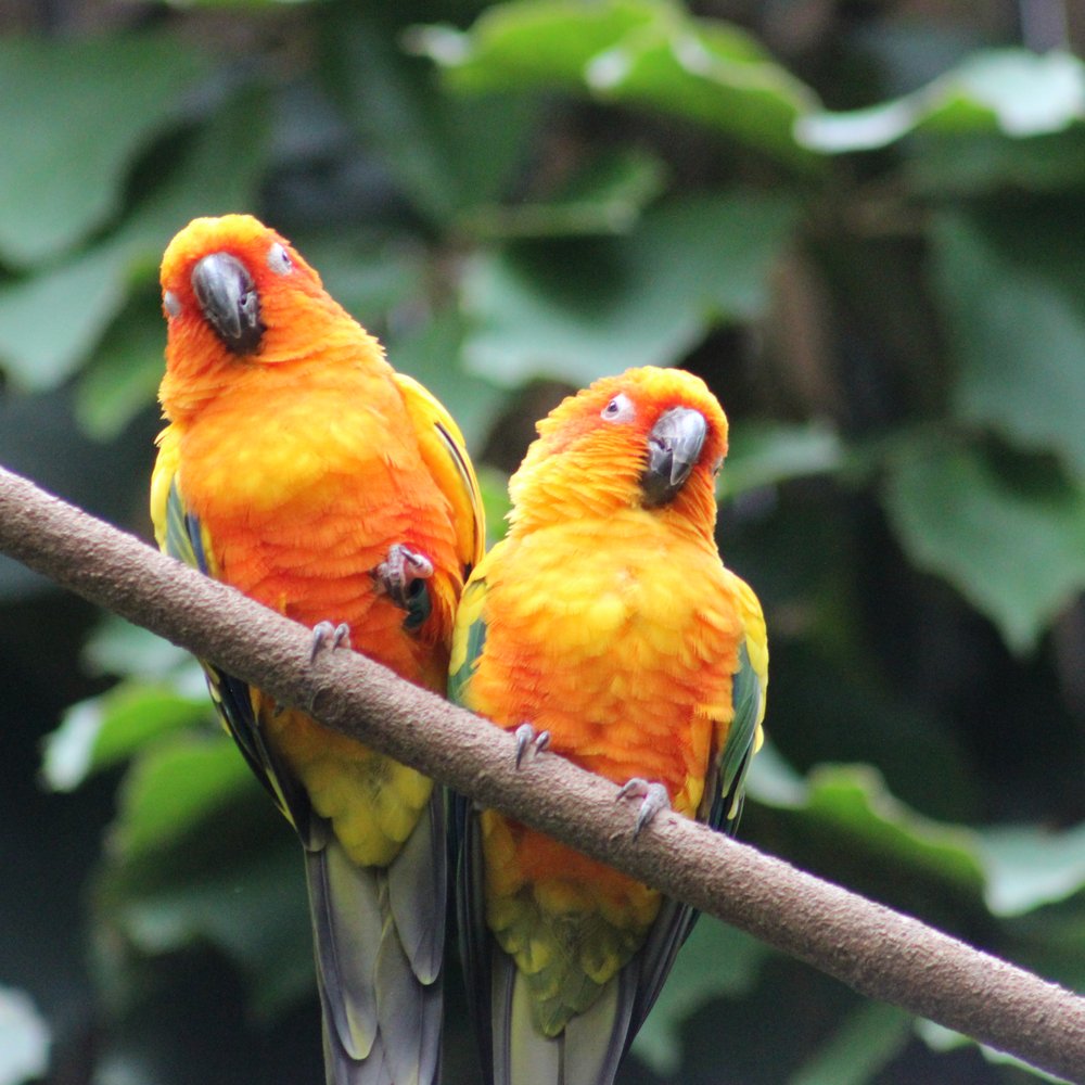 Bird Kingdom - Zoos Near Me - Niagara Falls, Ontario