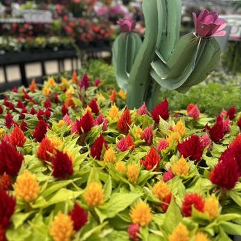 Calloway's Nursery - Nurseries & Gardening Near Me - Cedar Park, Texas
