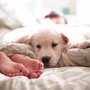 Photo of Barking Along Pet Care Services