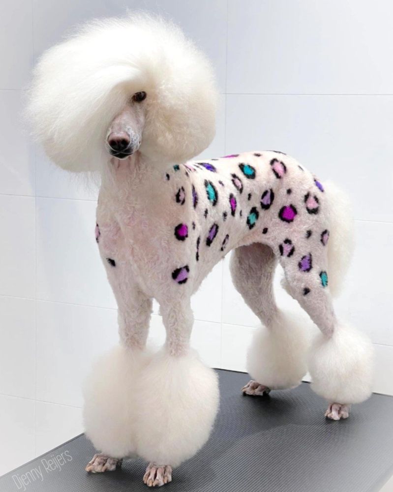 Pet Groomers WAG W SWAG GROOMING BY CATT Request an Appointment