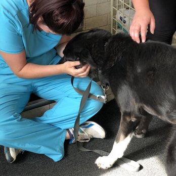 Hillside Veterinary Clinic - Veterinarians Near Me - Newmarket, Ontario Hillside Veterinary Clinic - Veterinarians Near Me - Newmarket, Ontario