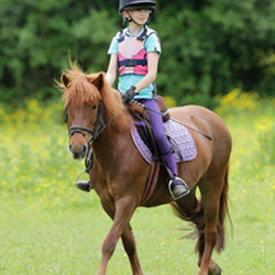 Chelmsford Equestrian Centre - Ginger is one of our popular children's ponies