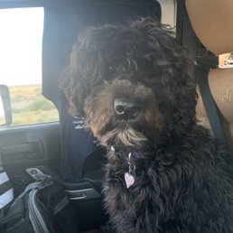 After a long day of travel Simple loved the Loves dog park!! Thank you!! After a long day of travel Simple loved the Loves dog park!! Thank you!!