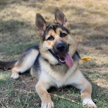 Akamai Dog Training - With just 5-10 minutes of consistent training, Ollie's confidence grew tremendously! - Pet Training Near Me Akamai Dog Training - With just 5-10 minutes of consistent training, Ollie's confidence grew tremendously! - Pet Training Near Me