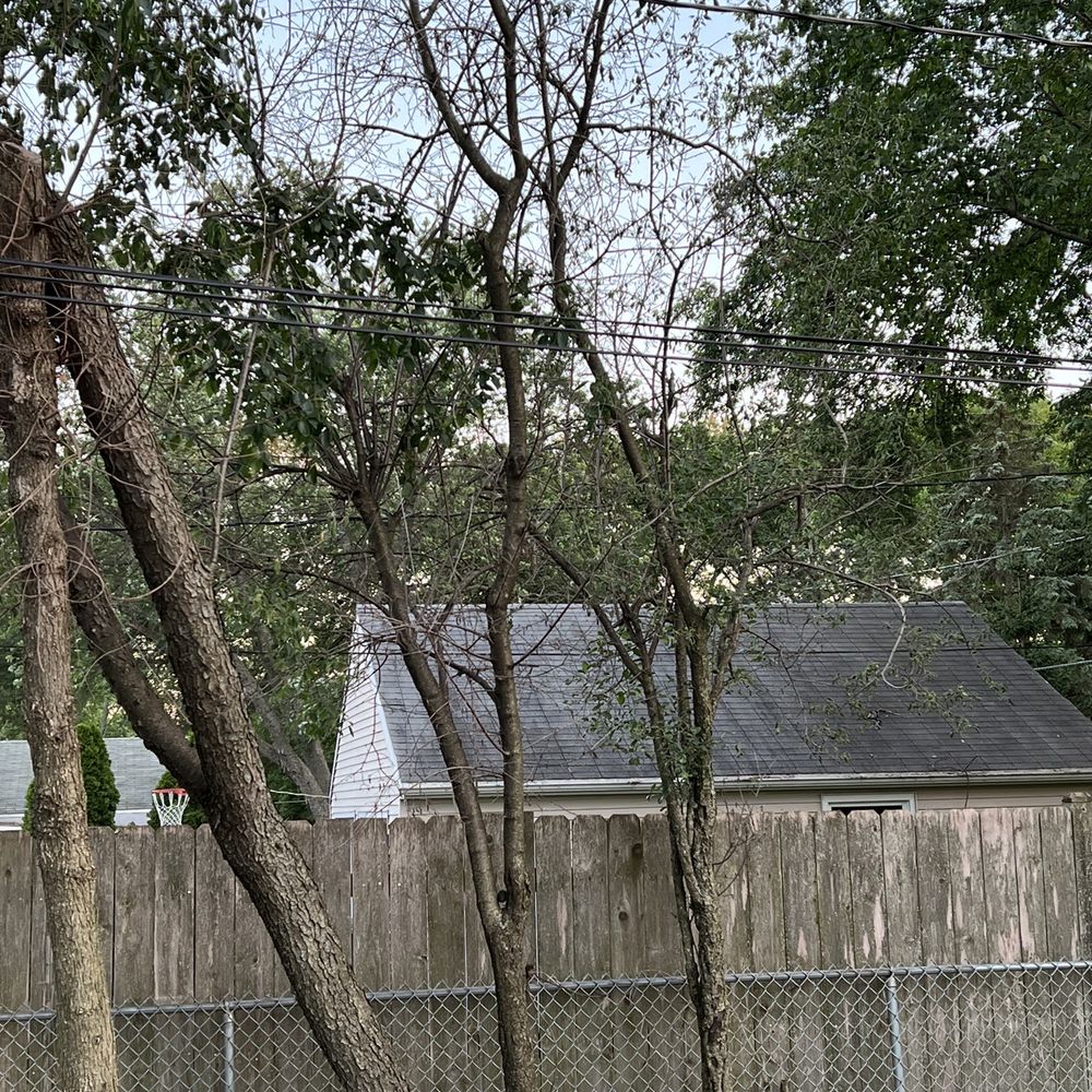 Coy Tree Service - Dead trees - Tree Services Near Me