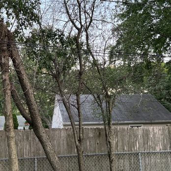 Coy Tree Service - Dead trees - Tree Services Near Me Coy Tree Service - Dead trees - Tree Services Near Me