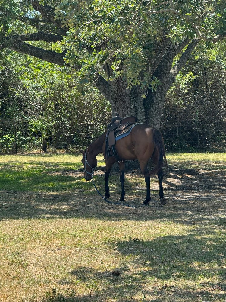 Harmony Horse Riding of Miami - equestrian in Miami, FL