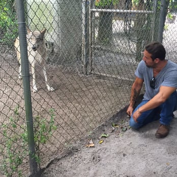 Shy Wolf Sanctuary Education & Experience Center - She was a sweetie. We were the few that got some kisses. - Animal Shelters Near Me Shy Wolf Sanctuary Education & Experience Center - She was a sweetie. We were the few that got some kisses. - Animal Shelters Near Me