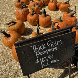 Larry's Produce - Some 2026 pumpkins / prices