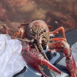 CRAWDADDY'S